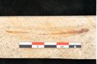 Foto (Detailansicht) von Grevillea haeringiana Ettingshausen (NHMW-GEO-2024-0188-8140)